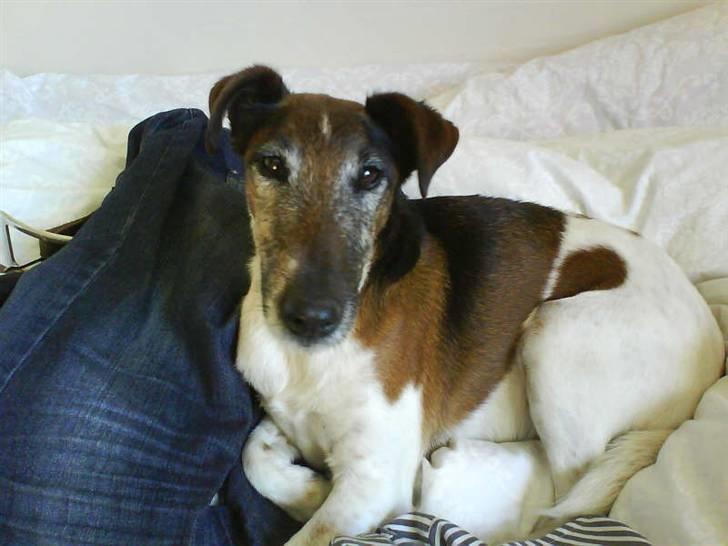 Glathåret foxterrier Ricko - Ricko som havde lyst til at ligge i mine bukser xD billede 2