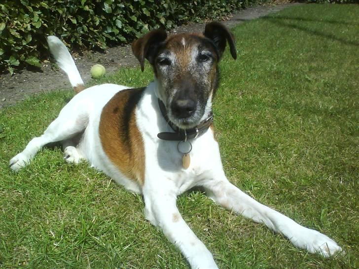 Glathåret foxterrier Ricko - Ude i solen :P billede 3