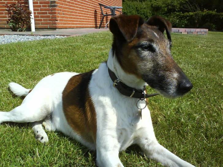 Glathåret foxterrier Ricko - Hmm, ja xD  billede 4