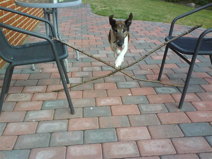 Glathåret foxterrier Ricko - Aner ikke lige hvor højt det blev :D billede 5