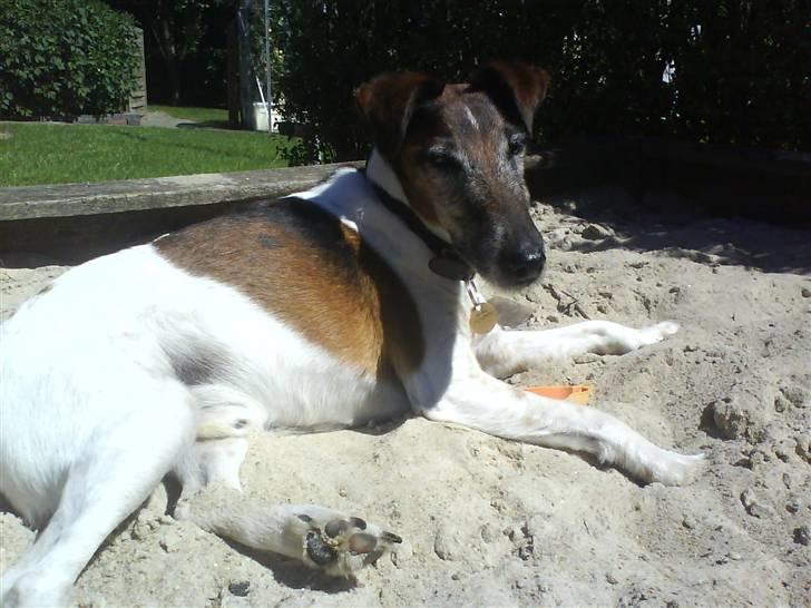 Glathåret foxterrier Ricko - Inden vi rev min sandkasse ned x´D billede 6