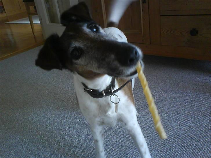 Glathåret foxterrier Ricko - Han fik et benting xD billede 7