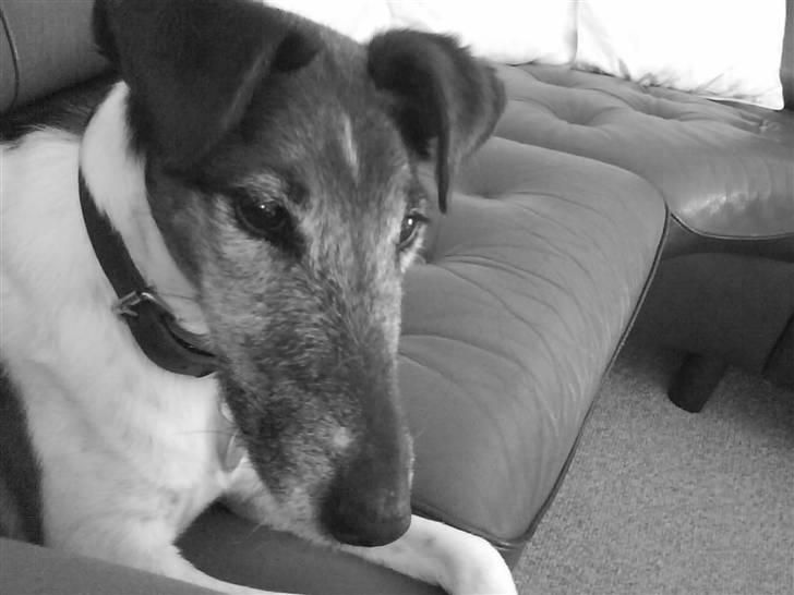 Glathåret foxterrier Ricko - Hmm, ja igen ! xD billede 8