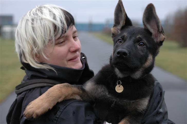 Schæferhund Laguso Qatto billede 5