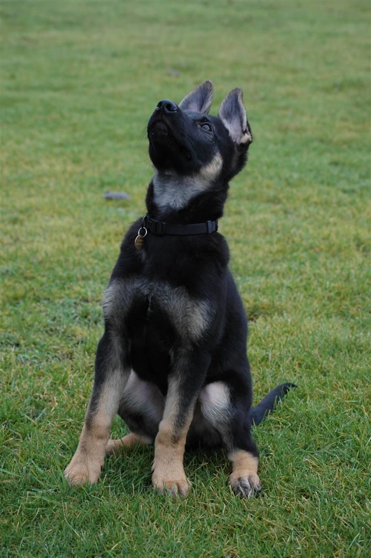 Schæferhund Laguso Qatto billede 6