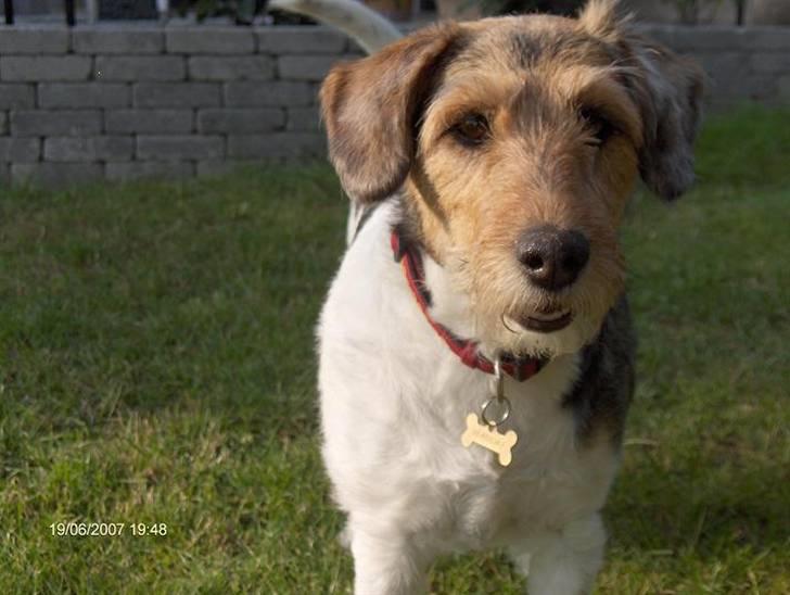 Blanding af racer Mille billede 1