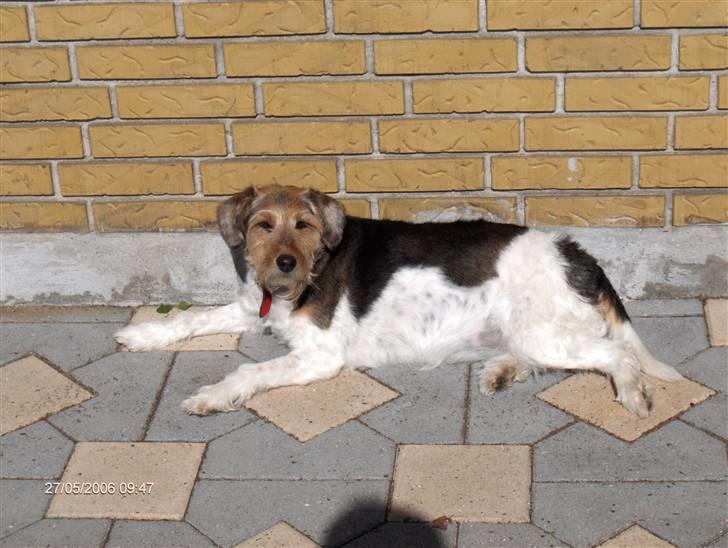 Blanding af racer Mille - Miller er her 8 år og ligger og tager solbad billede 2