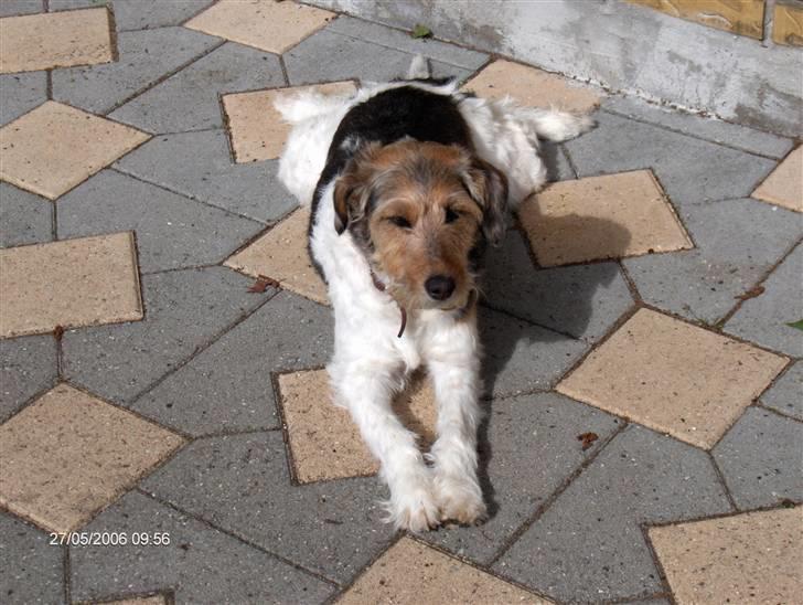 Blanding af racer Mille billede 3