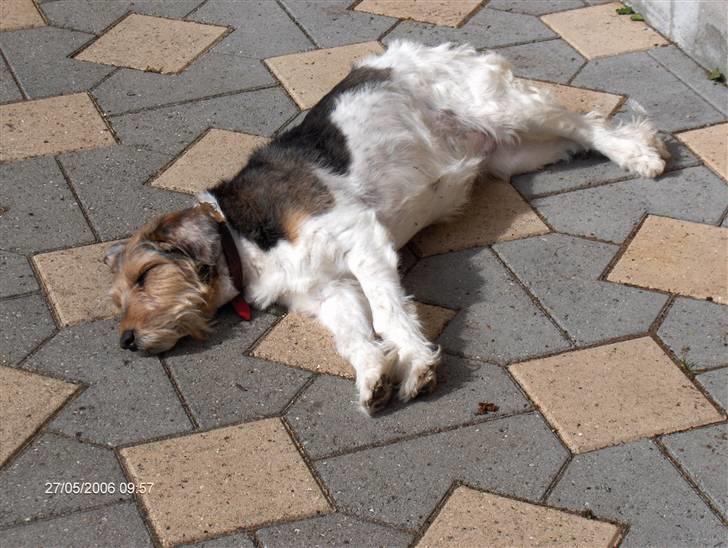 Blanding af racer Mille billede 4