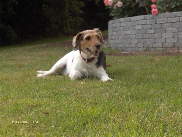 Blanding af racer Mille billede 5