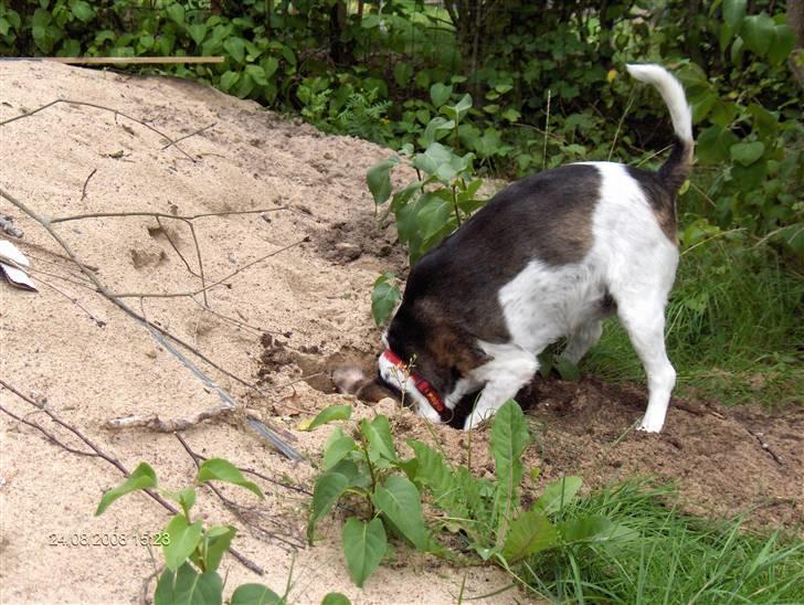 Blanding af racer Mille - Hun tror hun kan fange en muldvarpe (10 år) billede 6