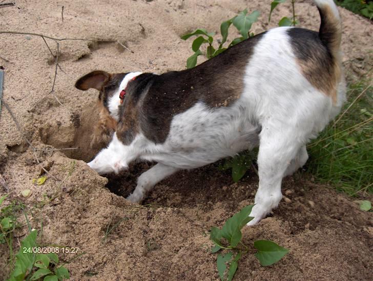 Blanding af racer Mille - der er rigtig gang i graveriet billede 7