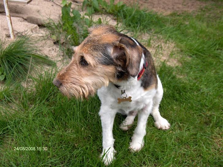 Blanding af racer Mille billede 8