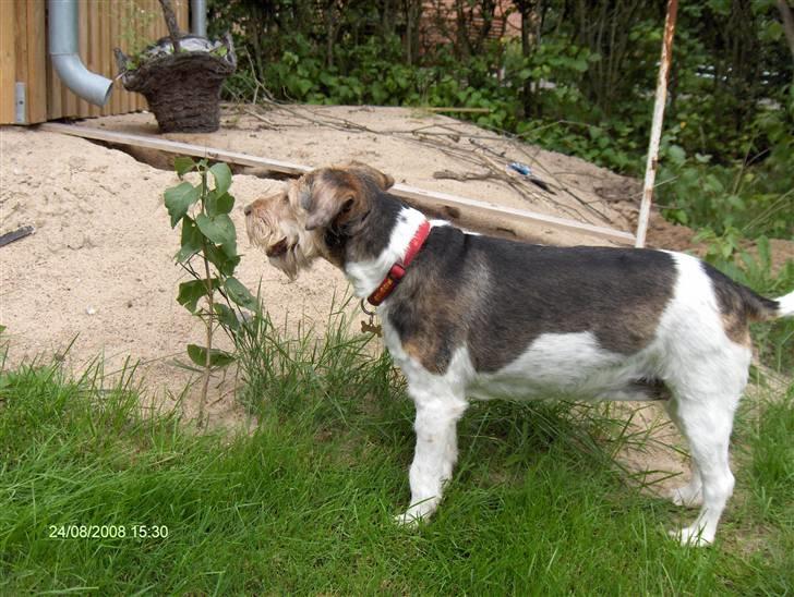 Blanding af racer Mille billede 9