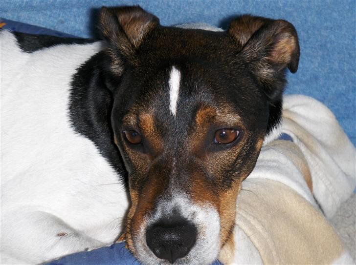 Dansk svensk gaardhund Nuggi billede 1