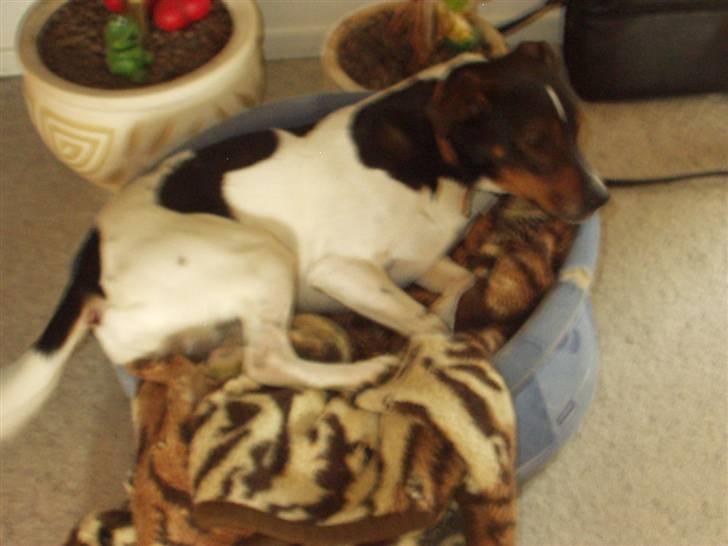 Dansk svensk gaardhund Nuggi - Her er nuggi, til min konfimation (: han var omkring 2 år.  billede 2