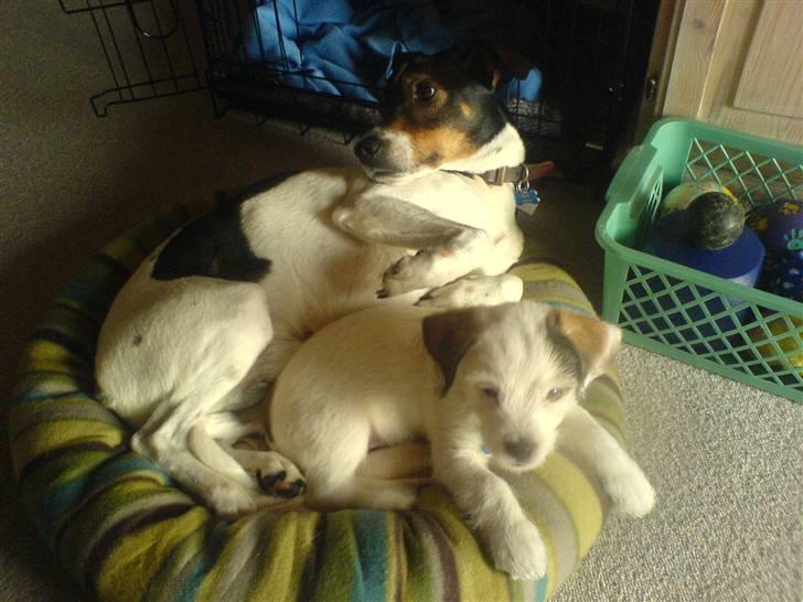 Dansk svensk gaardhund Nuggi - Nuggi sammen med lillebror Rossi :) første gang de lagde i kurv sammen.  billede 3