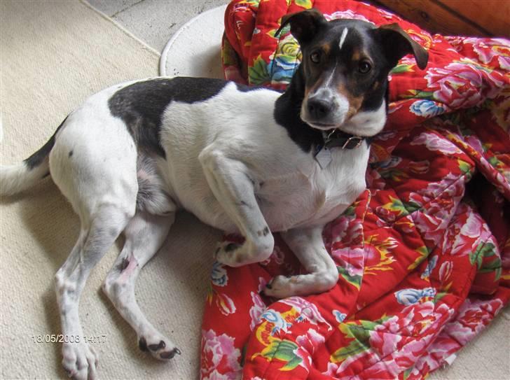 Dansk svensk gaardhund Nuggi billede 4