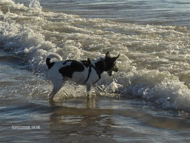 Dansk svensk gaardhund Nuggi - Nuggi ved stranden i sommerferien :)  billede 5
