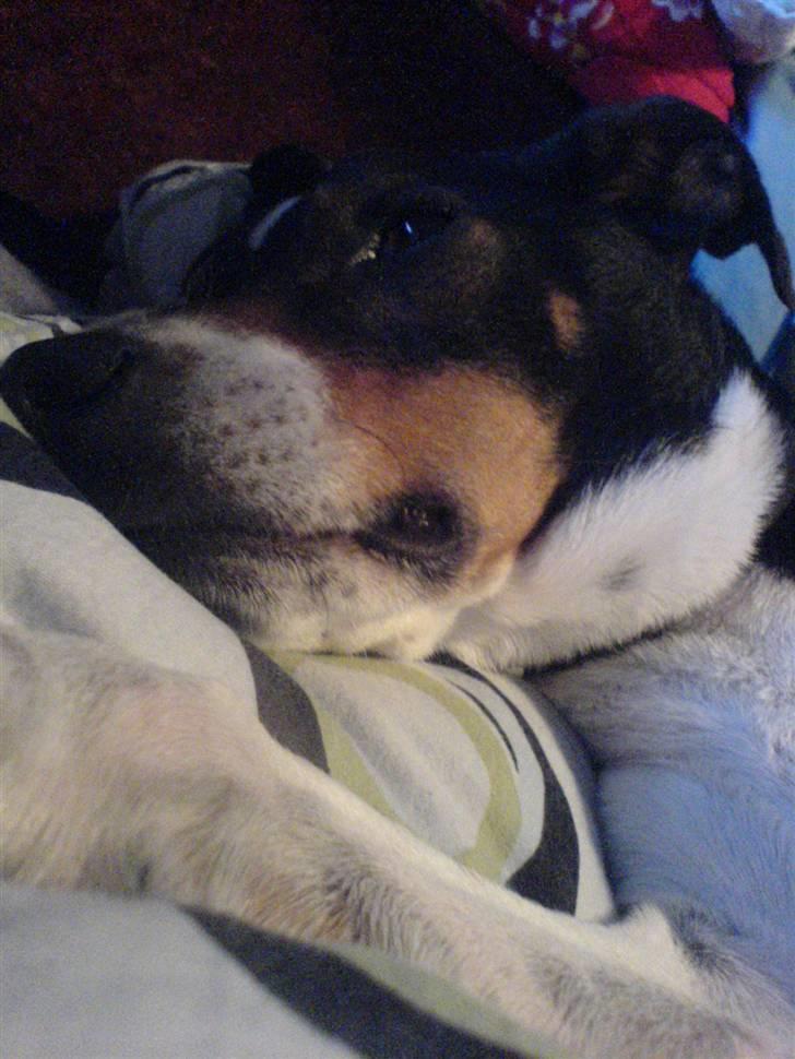 Dansk svensk gaardhund Nuggi - Som man kender ham bedst . billede 6