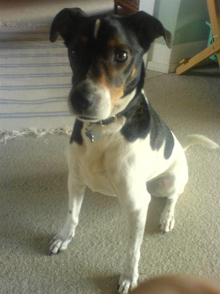 Dansk svensk gaardhund Nuggi billede 7