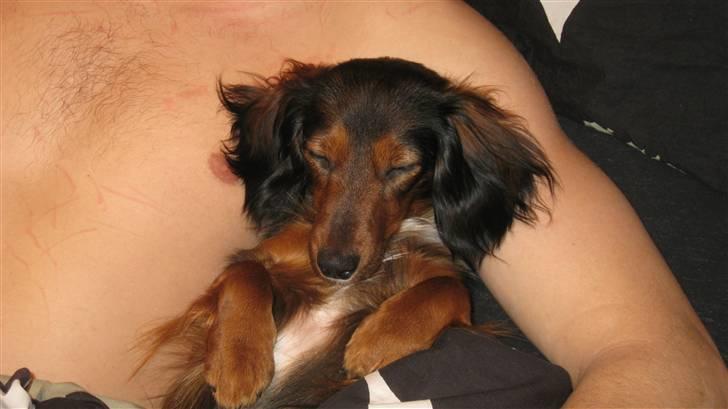 Dværggravhund Fie - Putter med far! billede 11