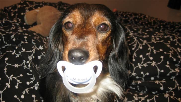 Dværggravhund Fie - Elsker sutter:) billede 12