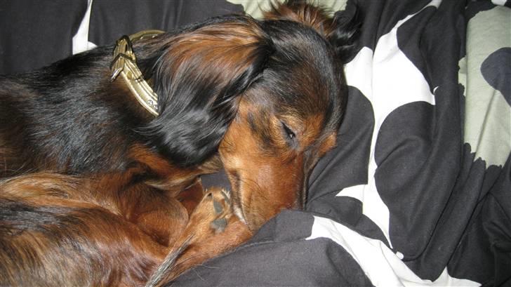 Dværggravhund Fie - Godnat:) billede 13