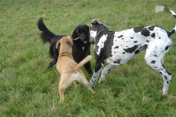 Grand danois Hektor billede 16