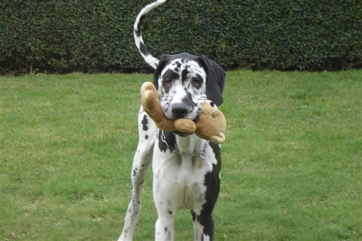 Grand danois Hektor billede 17