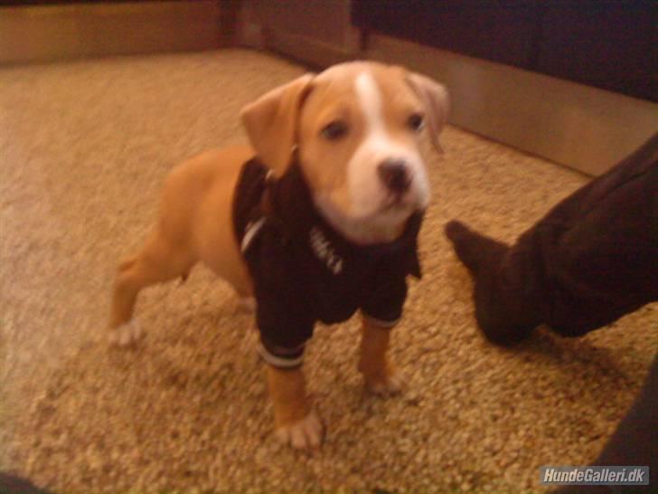 Blanding af racer PACO billede 7