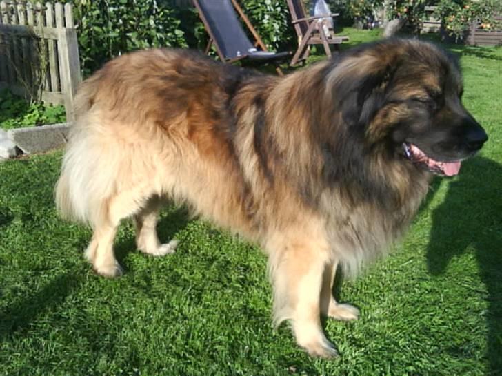 Leonberger Humle* MISSING! :/  billede 1