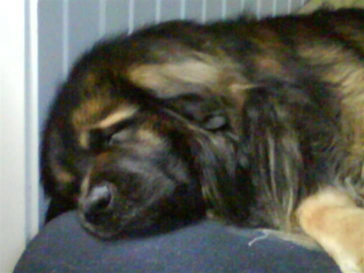 Leonberger Humle* MISSING! :/  billede 2