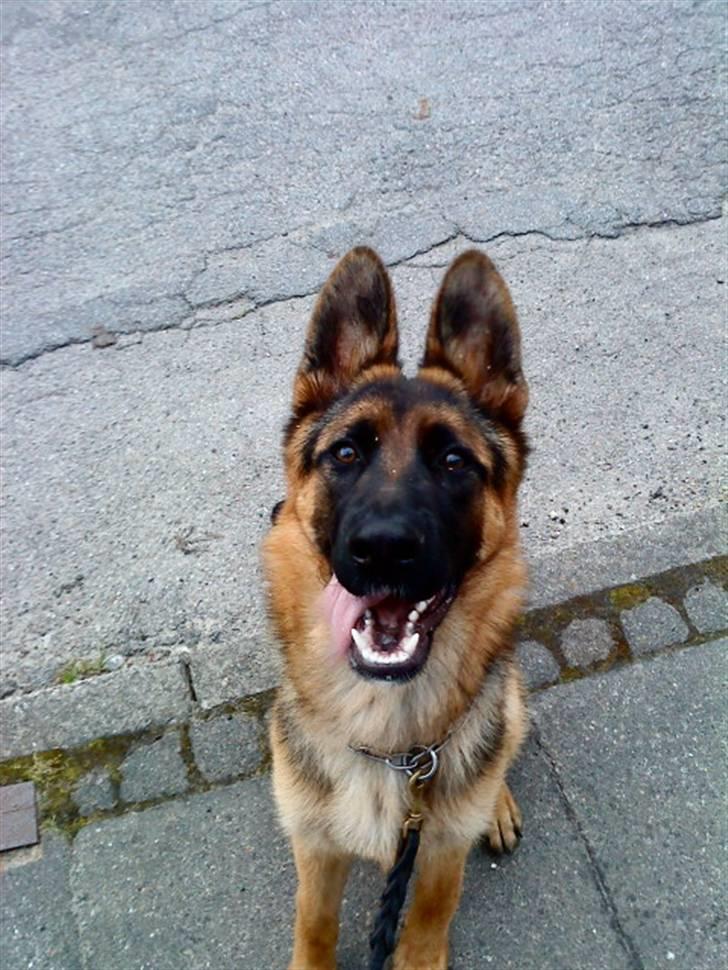 Schæferhund Nørreheden Aya - er jeg ikke gude smuk?:) billede 1