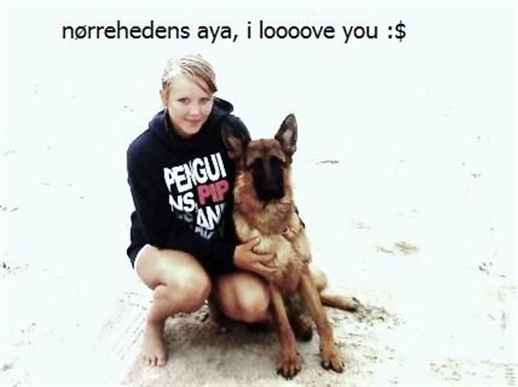 Schæferhund Nørreheden Aya - du sød bette nus :$ billede 2