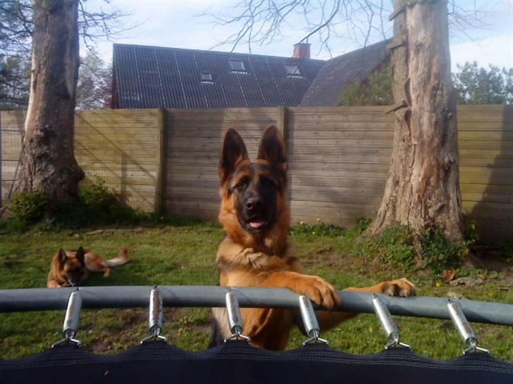 Schæferhund Nørreheden Aya billede 3