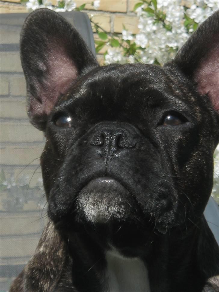 Fransk bulldog Robert2 - 6 mdr. billede 18