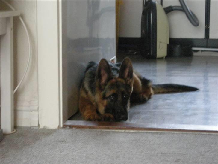 Schæferhund Nørreheden Aya - det er hygge :D billede 4