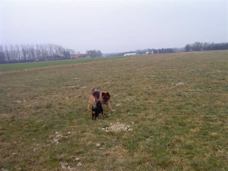 Schæferhund Nørreheden Aya - så skal der leges :D billede 5