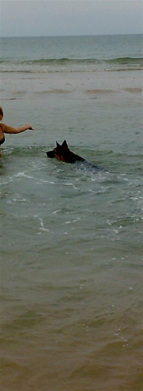 Schæferhund Nørreheden Aya - vandet er bare det bedste der findes. billede 6