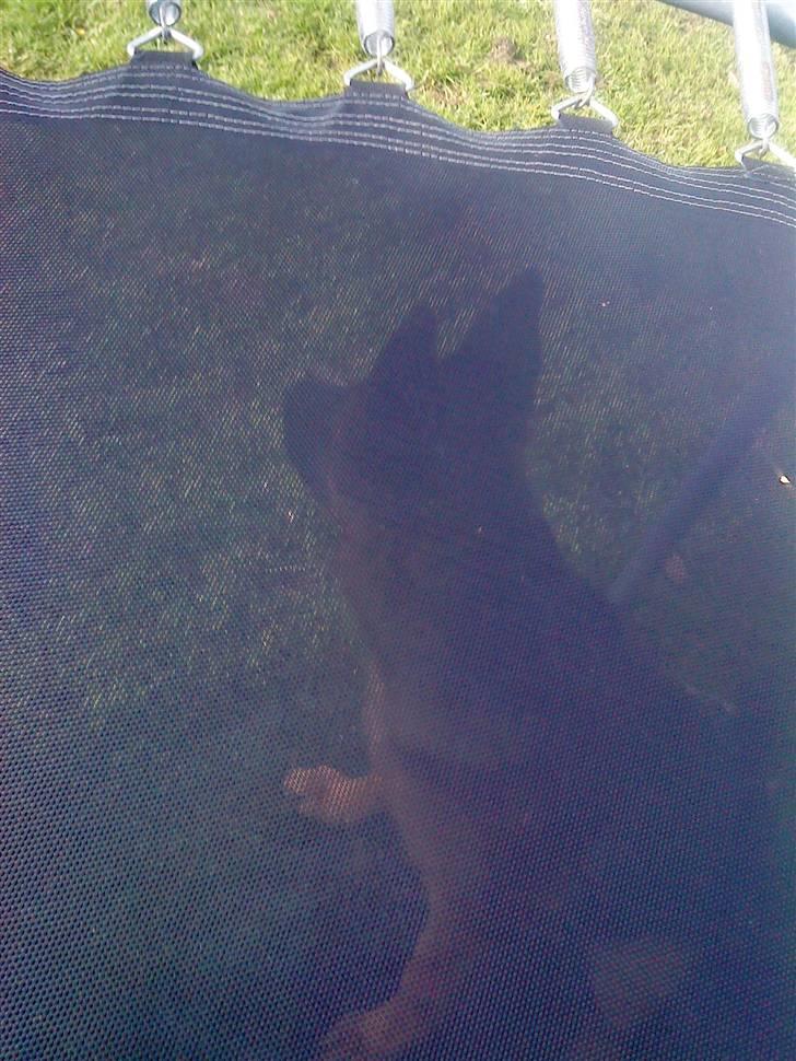 Schæferhund Nørreheden Aya - vuf :) billede 7