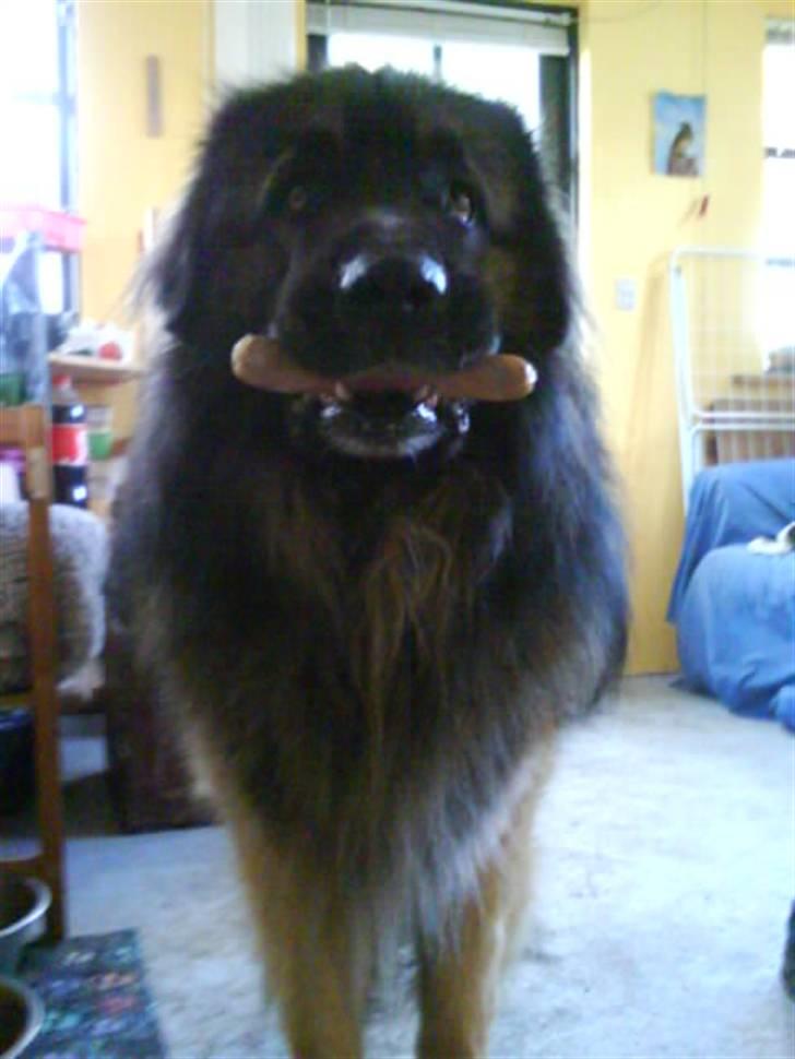 Leonberger Humle* MISSING! :/  billede 4