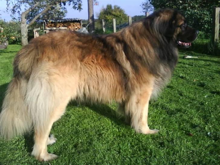 Leonberger Humle* MISSING! :/  billede 5