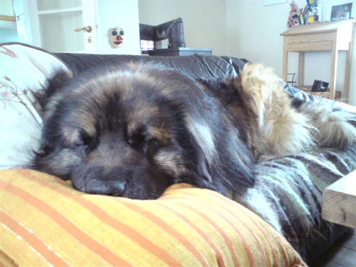 Leonberger Humle* MISSING! :/  billede 6