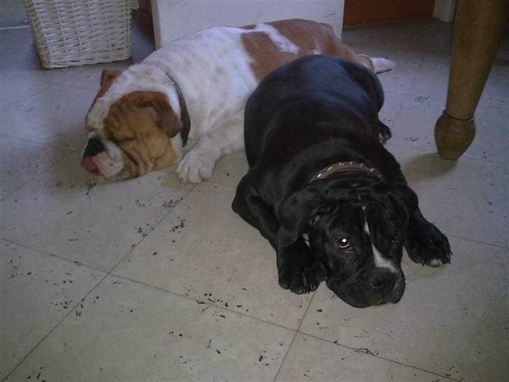 Olde victorian bulldogge Virup´s Gates (aka Bøf) - Jeg ved jeg er en bulldog... Men jeg er da ikke lige så grim som han er, vel? billede 9