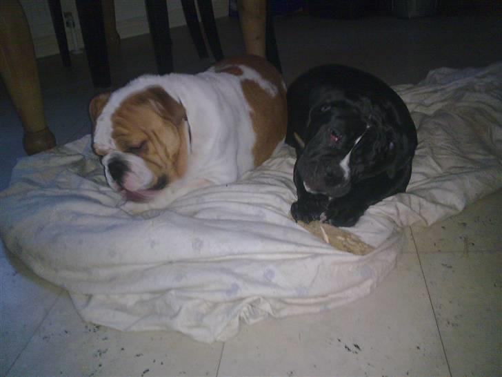 Olde victorian bulldogge Virup´s Gates (aka Bøf) billede 10