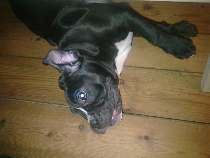 Olde victorian bulldogge Virup´s Gates (aka Bøf) billede 11