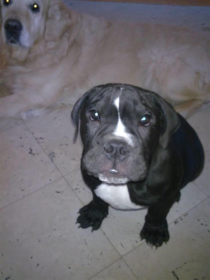 Olde victorian bulldogge Virup´s Gates (aka Bøf) billede 12