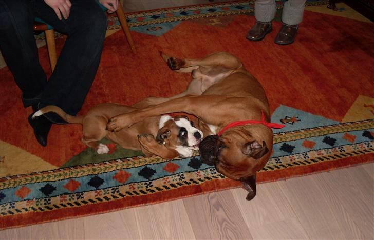 Boxer Tyson - Tyson leger godt med sin nye fætter billede 15