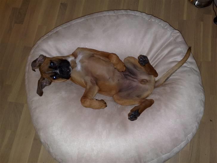 Boxer Tyson - her ligger jeg billede 16